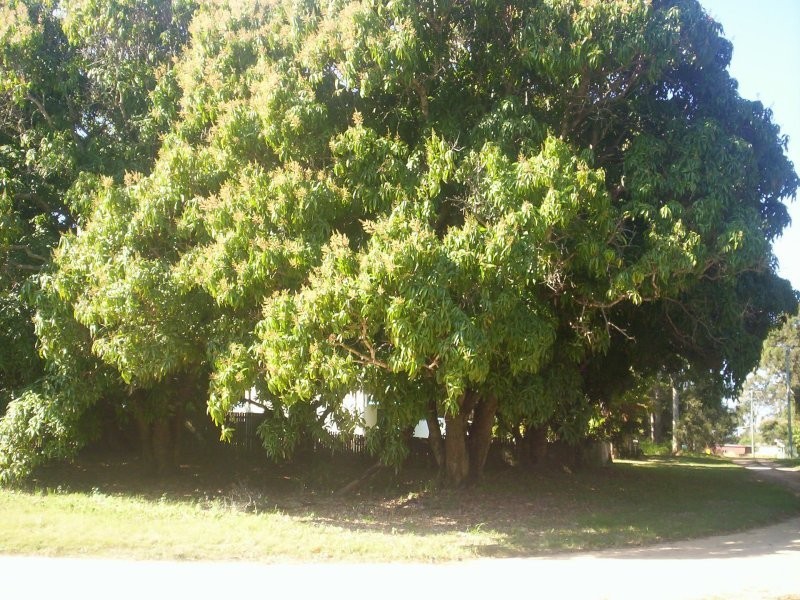 7 Mango Cresc, Macleay Island QLD 4184