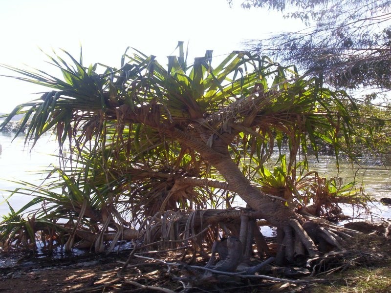 5 Goodsell Cres, Lamb Island QLD 4184