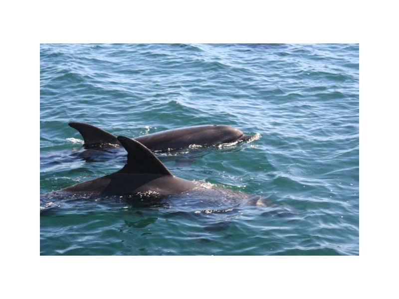 139  LUCAS DR, Lamb Island QLD 4184