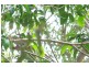 43 HALCYON ST, Lamb Island QLD 4184