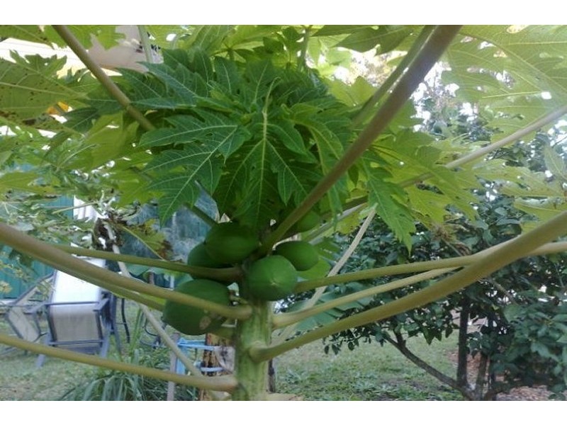 43  ILYA, Macleay Island QLD 4184