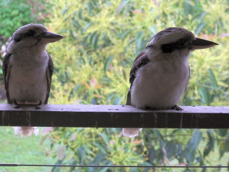 21 MICHAEL av, Lamb Island QLD 4184