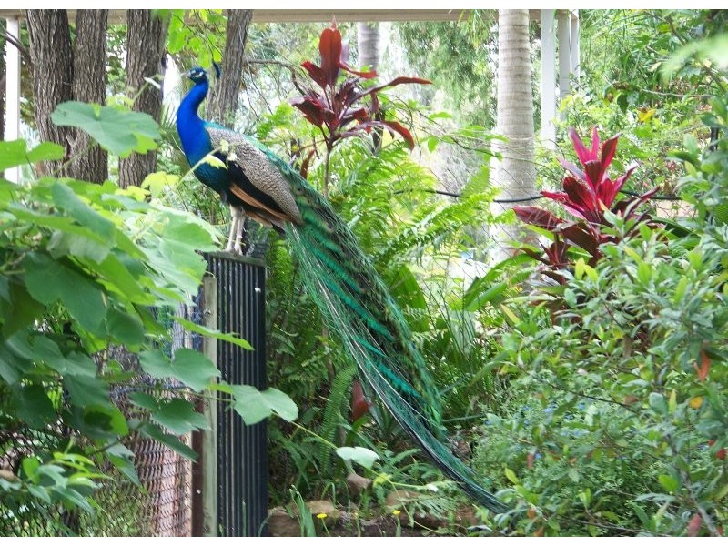 70 Francis Road, Macleay Island QLD 4184