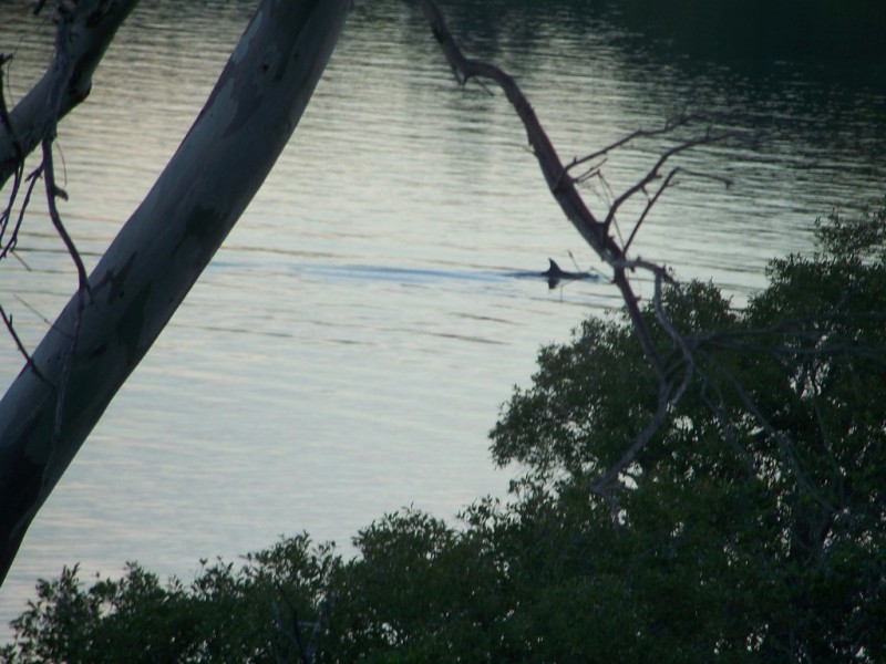 32 Coorong Street, Macleay Island QLD 4184