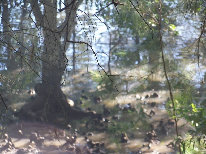 65 PIER HAVEN, Lamb Island QLD 4184