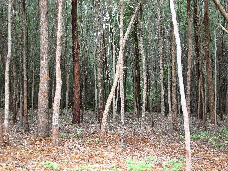 14 Gunsynd Street, Russell Island QLD 4184