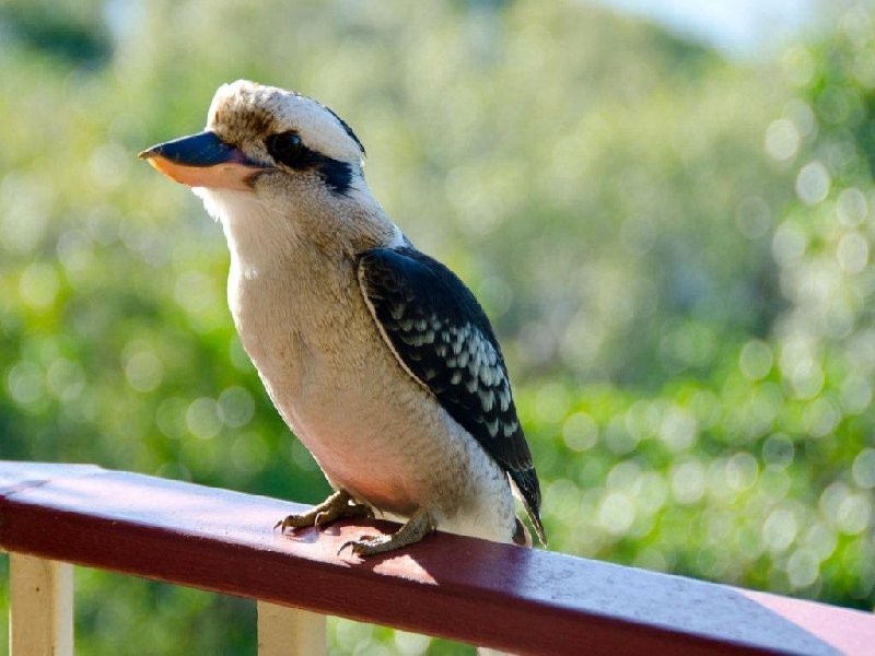 50 TIMOTHY ST, Macleay Island QLD 4184