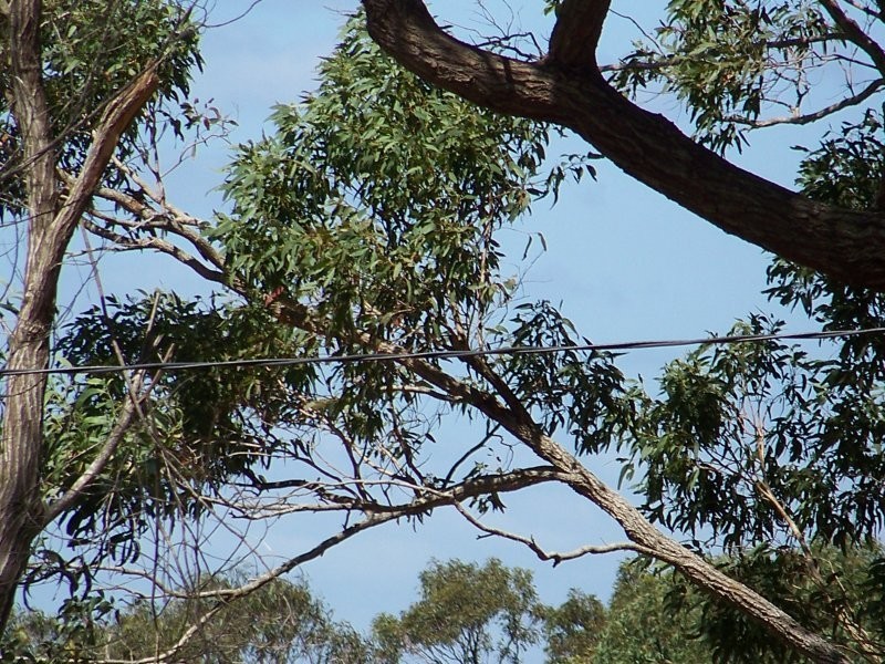 62-64 LUCAS dr, Lamb Island QLD 4184