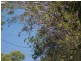9 PAULA pde, Lamb Island QLD 4184