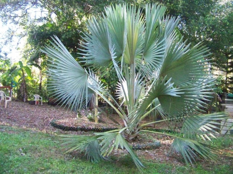 5 ATLANTIC ST, Lamb Island QLD 4184