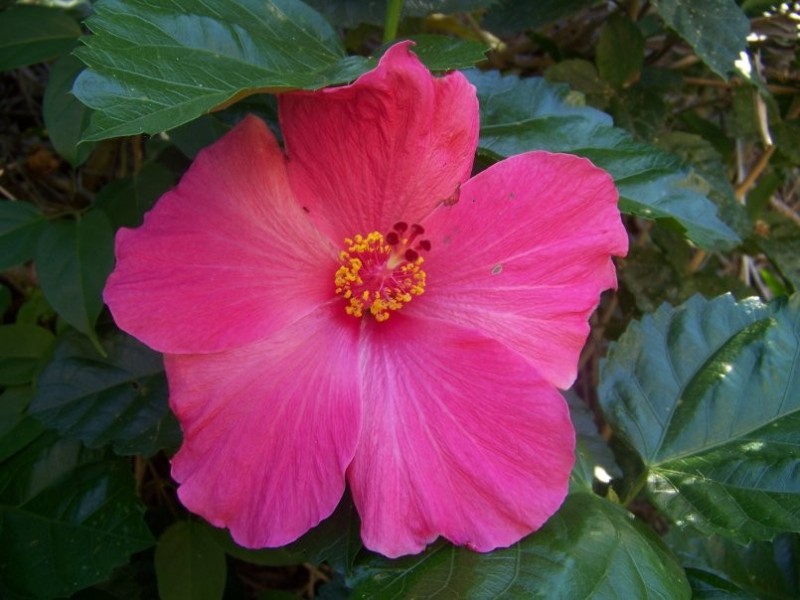 2 Undine St, Macleay Island QLD 4184