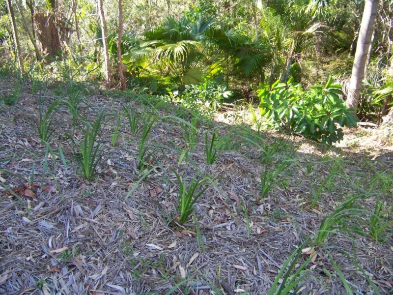 59 PERULPA DR, Lamb Island QLD 4184