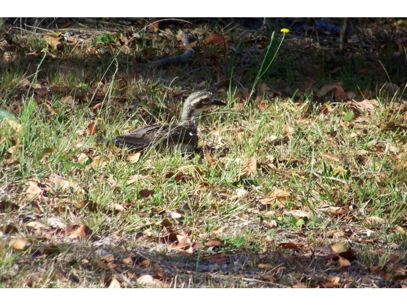 11 PIER HAVEN, Lamb Island QLD 4184