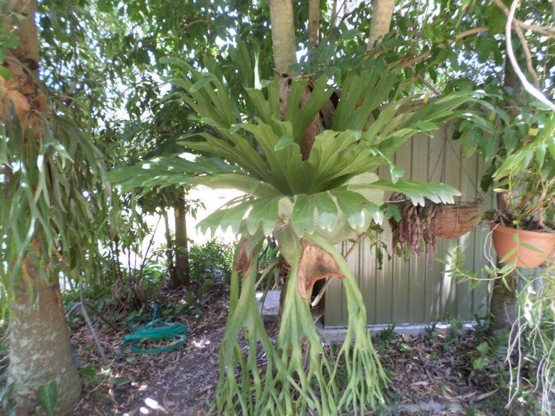 21 MAWARRA STREET, Macleay Island QLD 4184