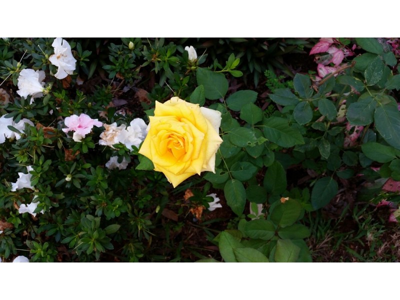 51 Hume Street, Russell Island QLD 4184