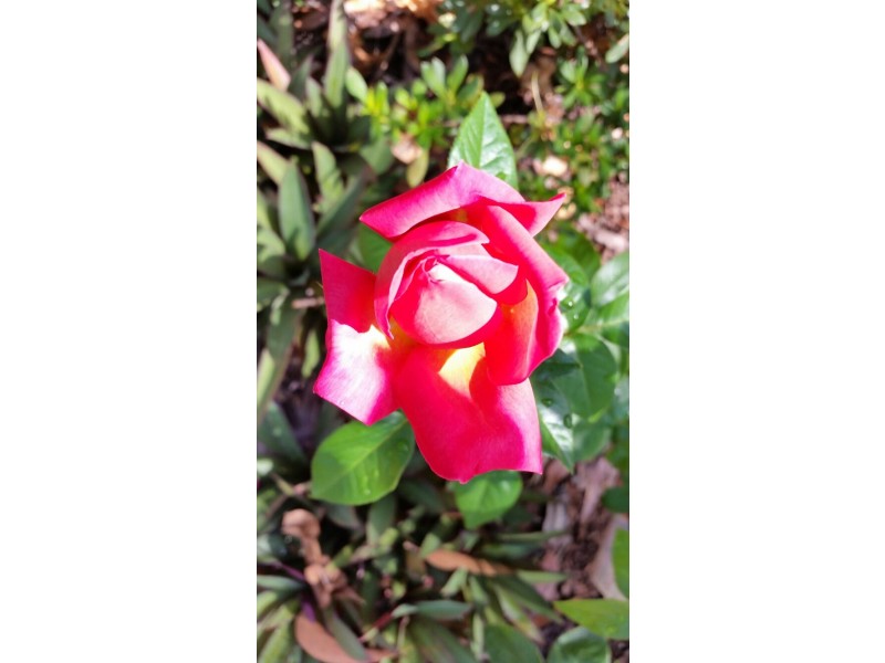 51 Hume Street, Russell Island QLD 4184