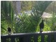 15 Rhodes St, Macleay Island QLD 4184