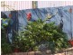 16 Mayjohn Avenue, Carrara QLD 4211