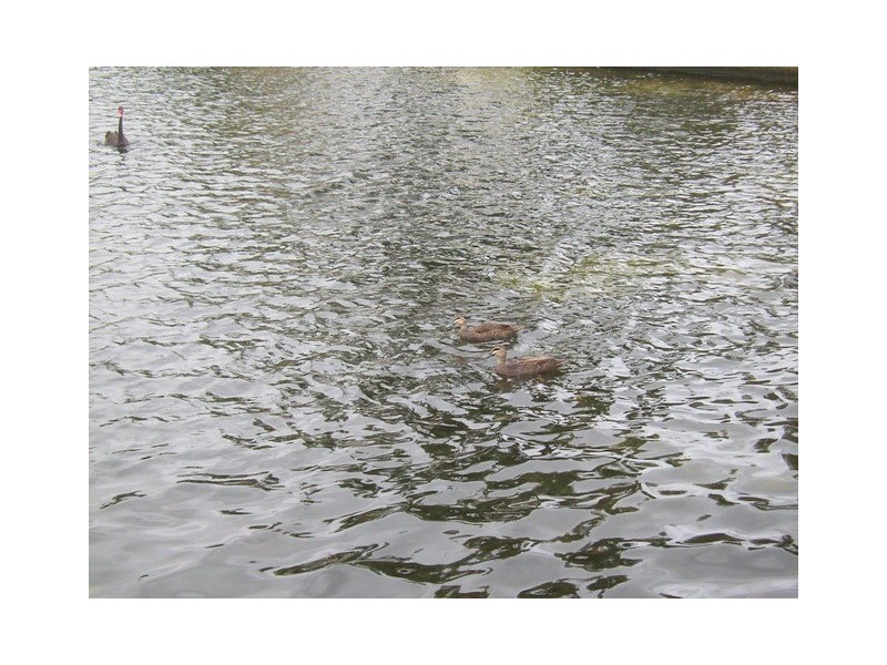 2/18 Marsupial Drive, Coombabah QLD 4216