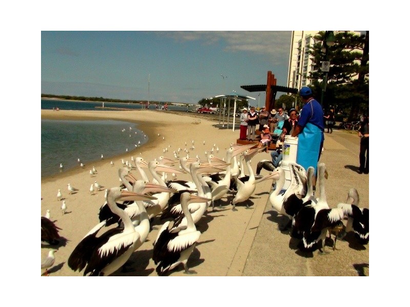 168 Frank Street, Labrador QLD 4215