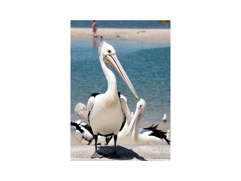 1/25 Imperial Parade, Labrador QLD 4215