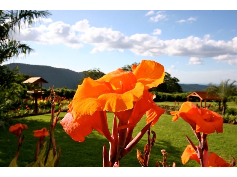 603 Tomewin Mountain Road, Currumbin Valley QLD 4223