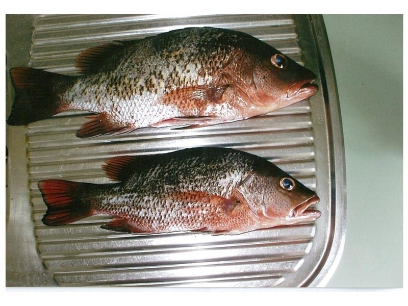 122 Mallawa Drive, Palm Beach QLD 4221