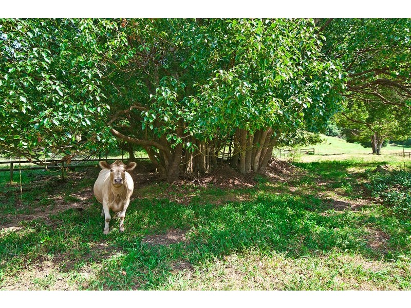 1186 Currumbin Creek Road, Currumbin Valley QLD 4223