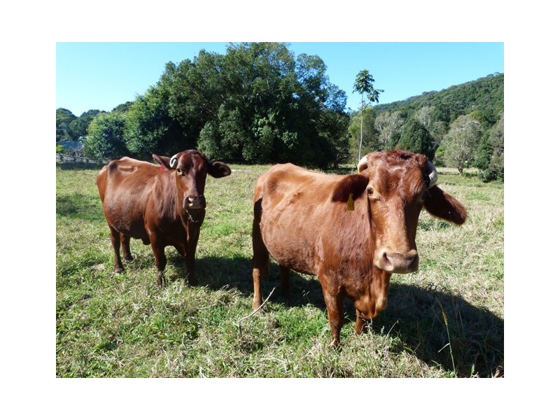 Currumbin Valley QLD 4223