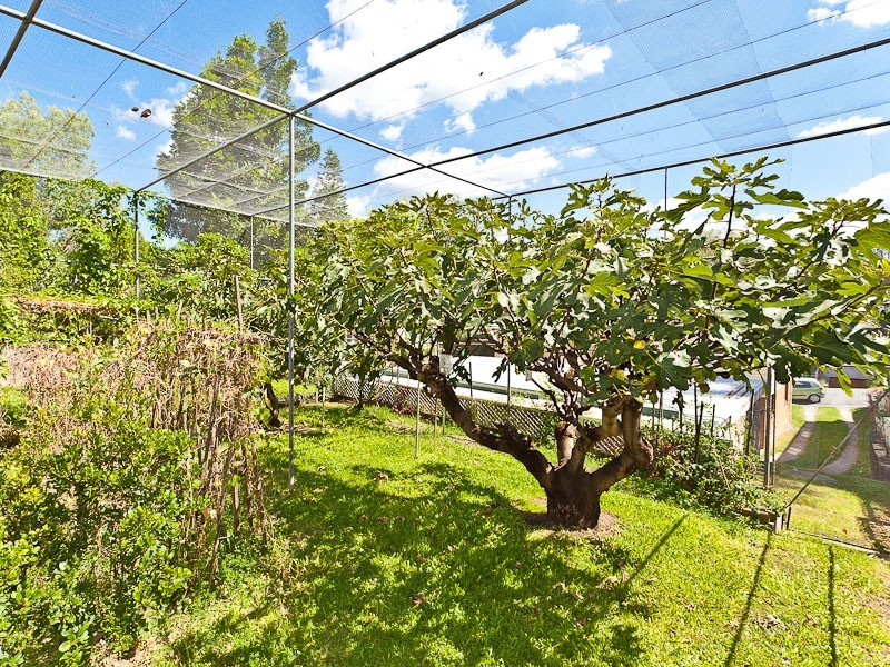 43 Stafford Street, Paddington QLD 4064