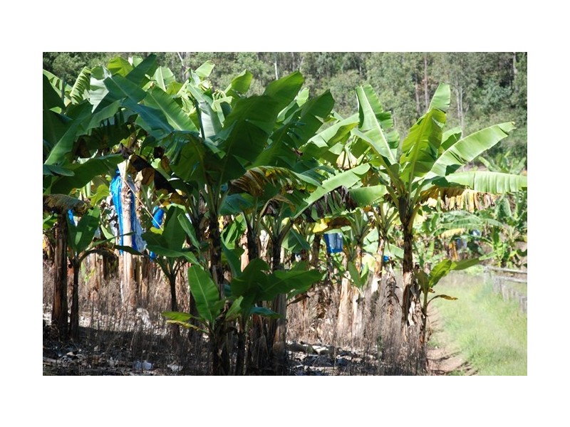 450 MCCONNELL, Wamuran QLD 4512