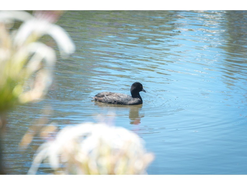 1/16 Coyne Street, Sherwood QLD 4075