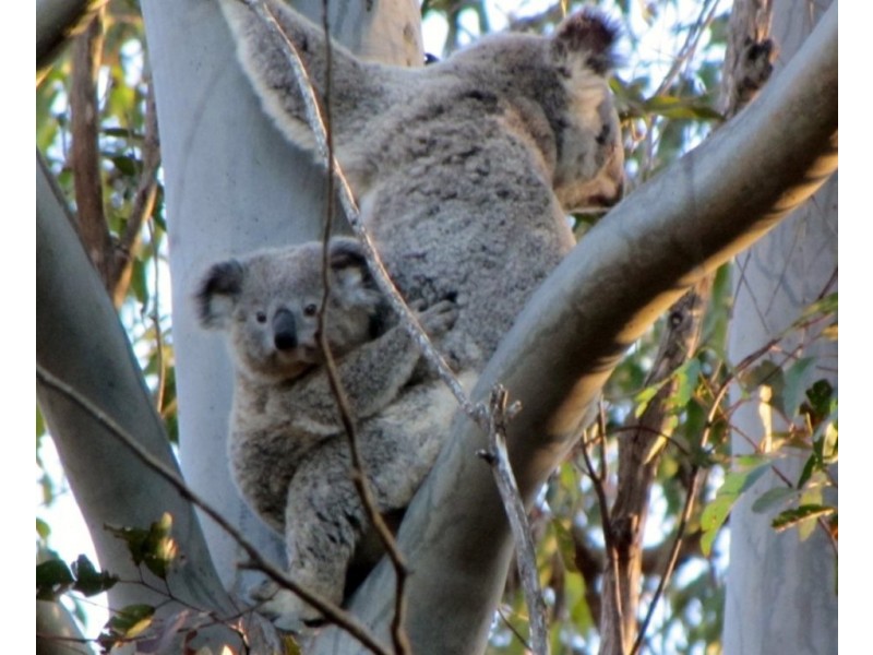 227 Cherry Creek Road, Blackbutt QLD 4306
