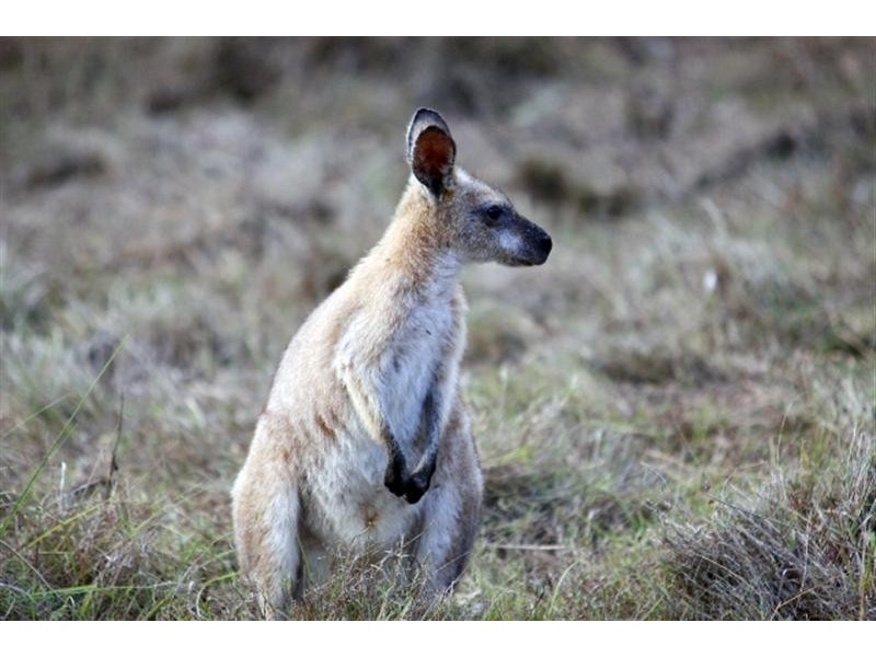 126  Campbell Road, Sheldon QLD 4157