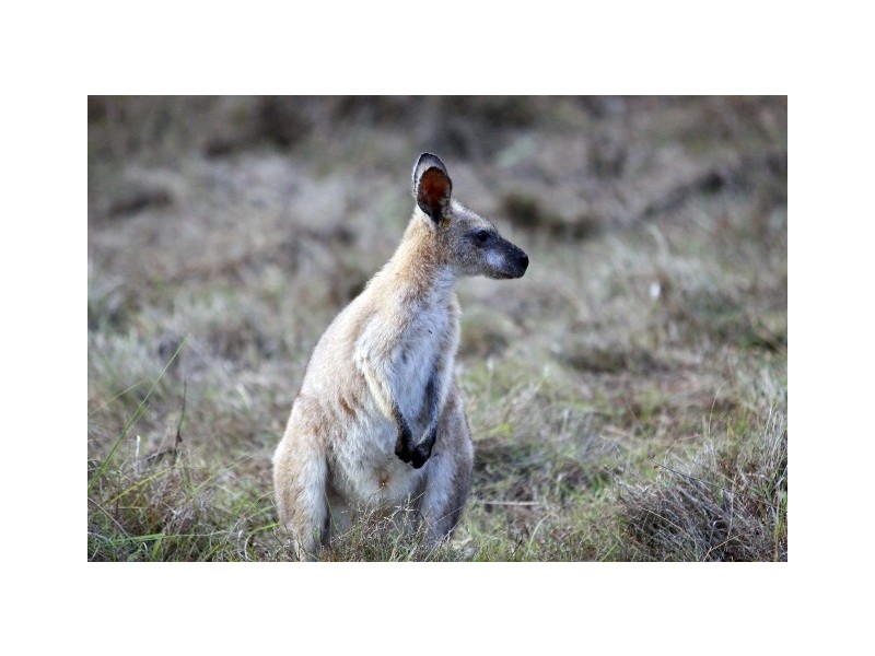 126 Campbell Road, Sheldon QLD 4157