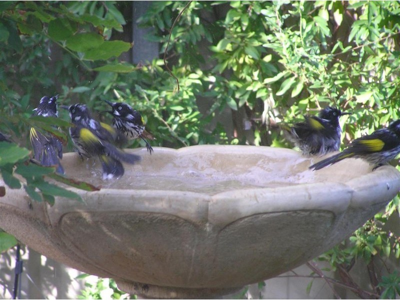 20  Stonework Cct, Sheidow Park SA 5158