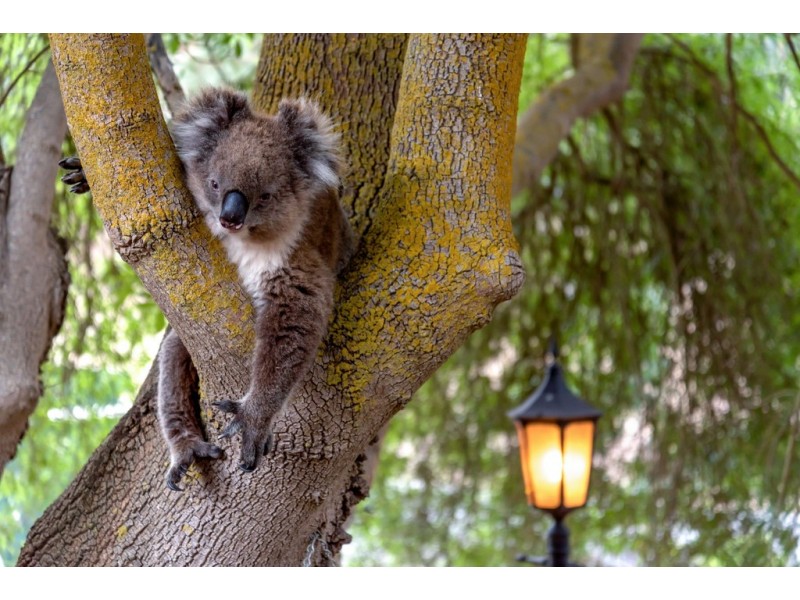 178 Dashwood Gully Road, Kangarilla SA 5157