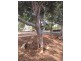 9 Eurunderee Avenue, Seacombe Gardens SA 5047