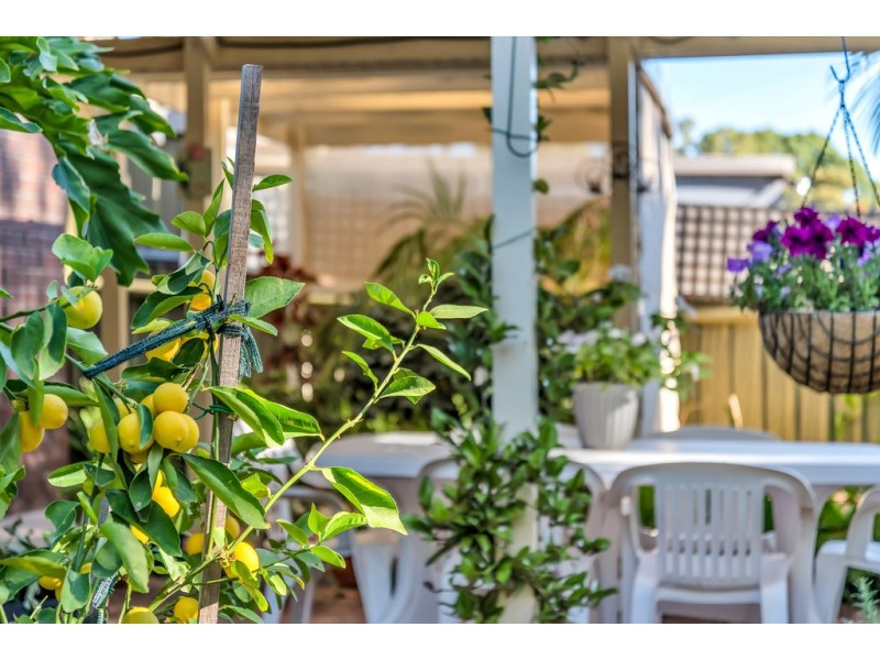 16 Abraxas Court, Aberfoyle Park SA 5159