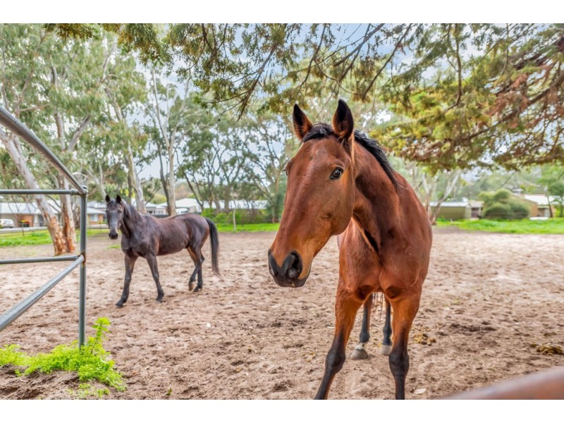 7 Jordan Avenue, Happy Valley SA 5159