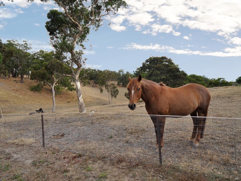 684 Cherry Gardens Road, Cherry Gardens SA 5157