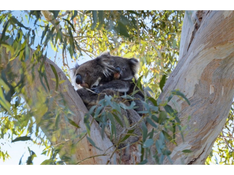 114 – 116 Shepherds Hill Road, Bellevue Heights SA 5050