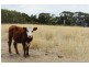 303 Upper Penneys Hill Road, Onkaparinga Hills SA 5163