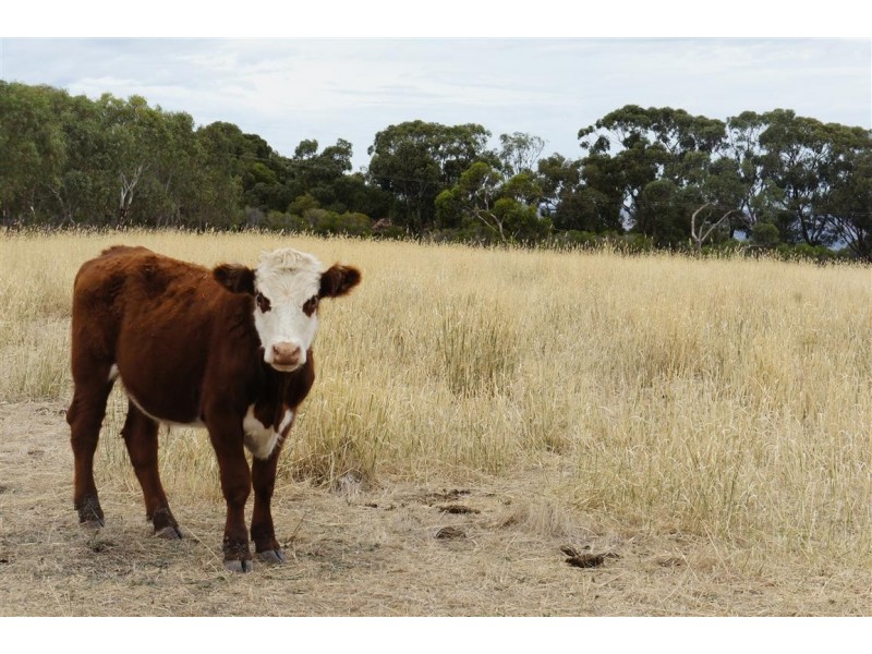 303 Upper Penneys Hill Road, Onkaparinga Hills SA 5163