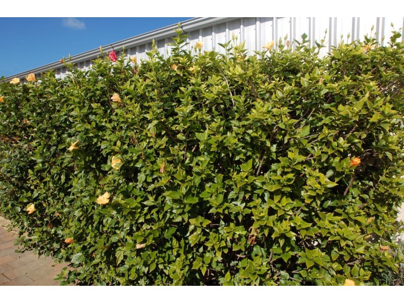 99 B Railway Terrace, Ascot Park SA 5043