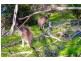 276 Coxs Hill Road, Onkaparinga Hills SA 5163