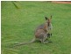 226 West Mount Cotton Rd, Cornubia QLD 4130