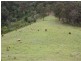 0 Jourdana Drive, Cedar Creek QLD 4207
