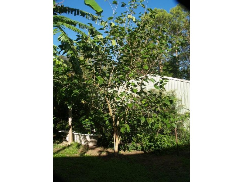 19 Webb Street, Slacks Creek QLD 4127