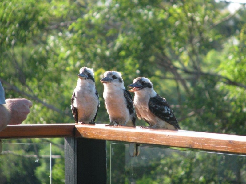 Ormeau QLD 4208